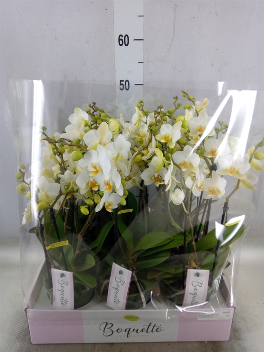 <h4>Phalaenopsis multi.   ...white</h4>
