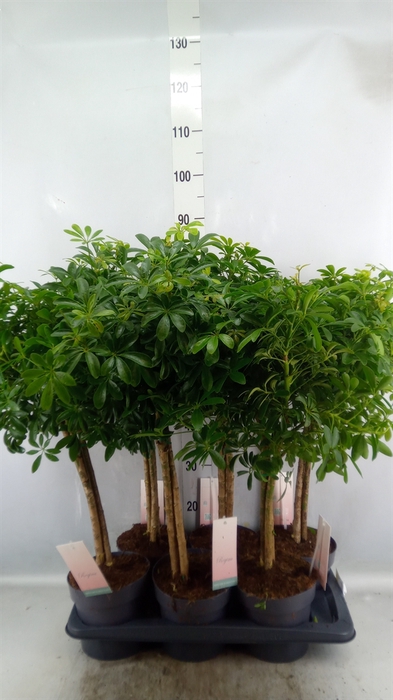 <h4>Schefflera arbor. 'Luseana'</h4>