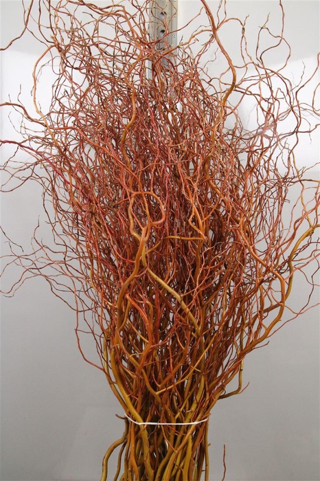 <h4>Salix Golden Curls</h4>