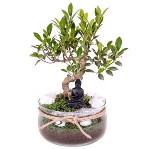 Bonsai Indoor Mix Ø15cm S-Shape in Bowl with Rope Ø20cm