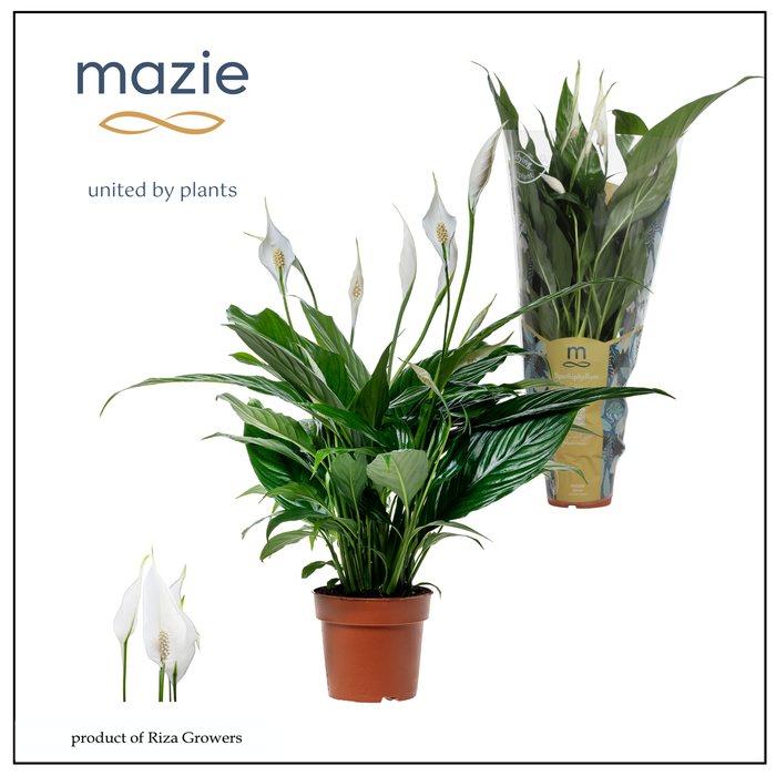 <h4>SPATH SWEET BENITO</h4>