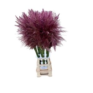 Cortaderia Opgetrokken Purple Stem