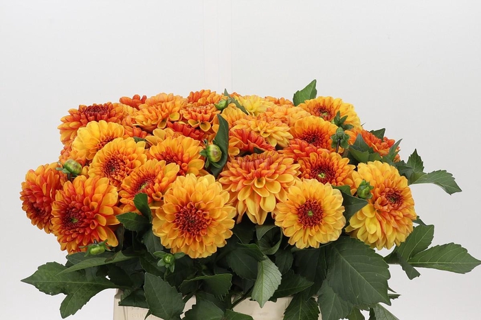 <h4>Dahlia American Sunset</h4>