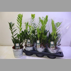 Arr Zamio Zamiifolia In Zinken Pot 2 Kleurig