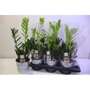 arr8 Arr Zamio Zamiifolia In Zinken Pot 2 Kleurig