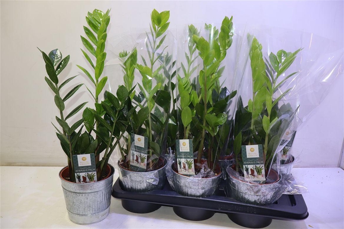 <h4>arr8 Arr Zamio Zamiifolia In Zinken Pot 2 Kleurig</h4>