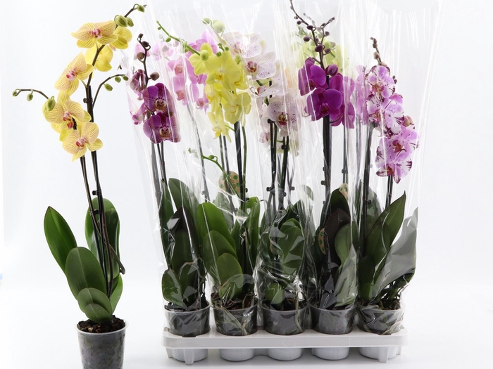 <h4>PHAL GEM 8 KL</h4>