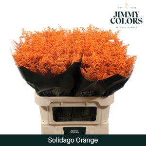 Solidago L70 Orange