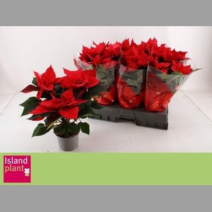 EUPHOR P CHR UNIVERS