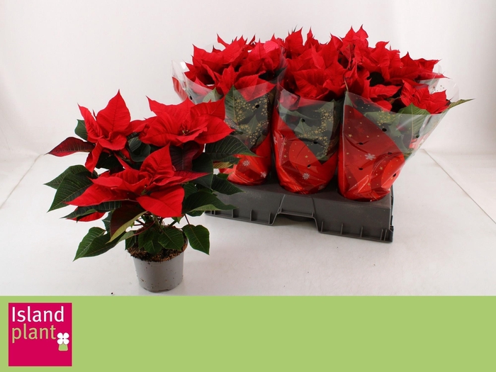 <h4>EUPHOR P CHR UNIVERS</h4>