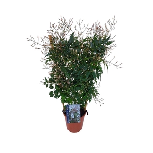 Jasminum polyanthum