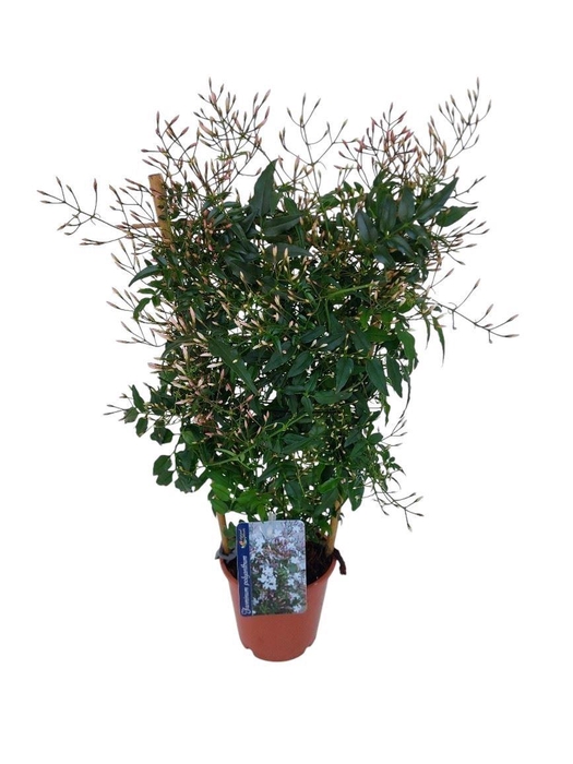 <h4>Jasminum polyanthum</h4>