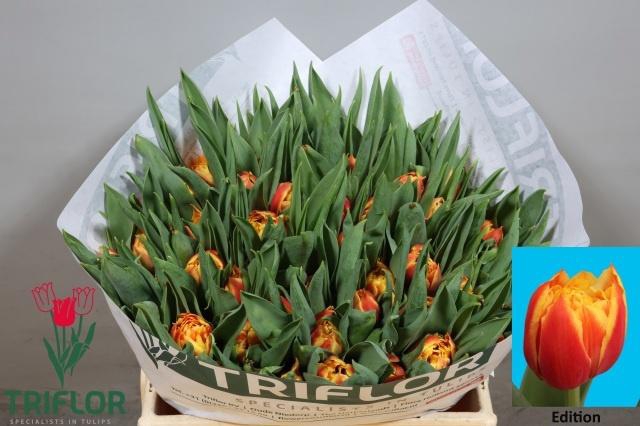 <h4>TU DU EDITION</h4>