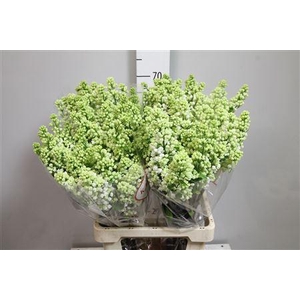 Syr V Mme Fl Stepman 2+