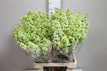 <h4>Syr V Mme Fl Stepman 2+</h4>