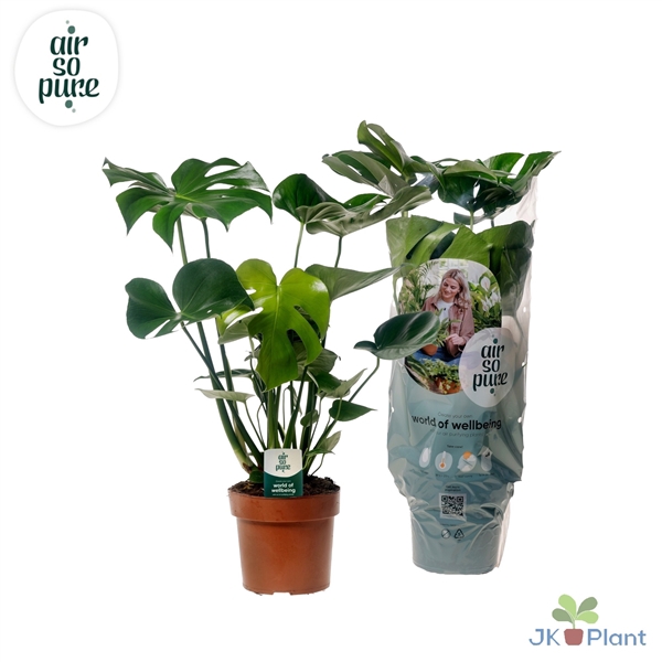 <h4>Monstera Deliciosa "Air So Pure"</h4>