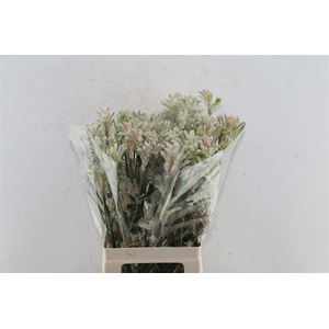 Anigozanthos Bush Diamond Grey