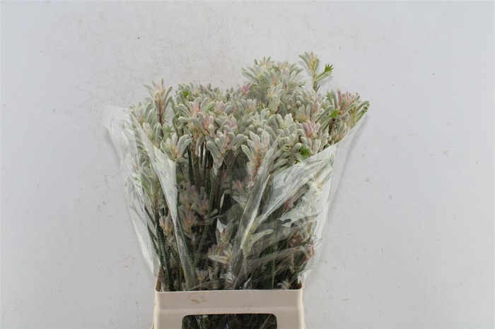 <h4>Anigozanthos Bush Diamond Grey</h4>