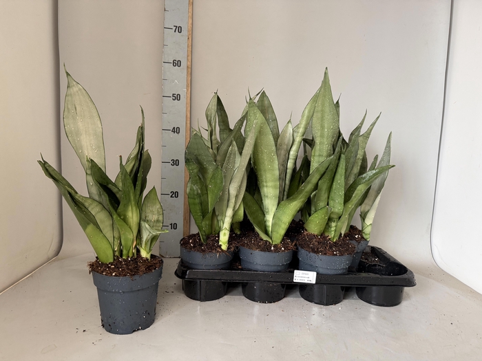 <h4>SANSEV MOONSHINE</h4>