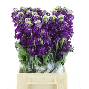 Matth Incana Iron Purple