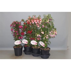 Fuchsia Ov
