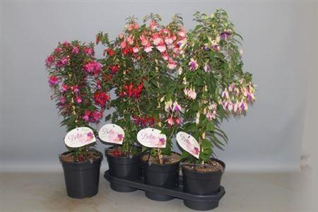 <h4>Fuchsia Ov</h4>