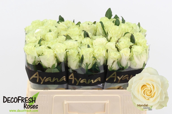 <h4>R Gr Mondial</h4>