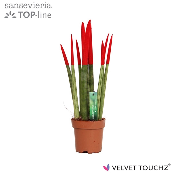 <h4>Sansevieria VELVET TOUCHZ® Rood</h4>