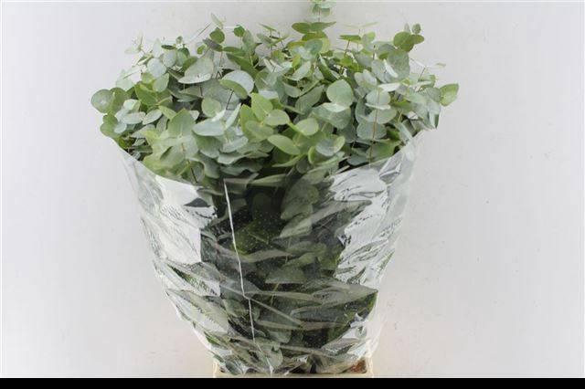 <h4>EUC CINEREA PER BOS</h4>