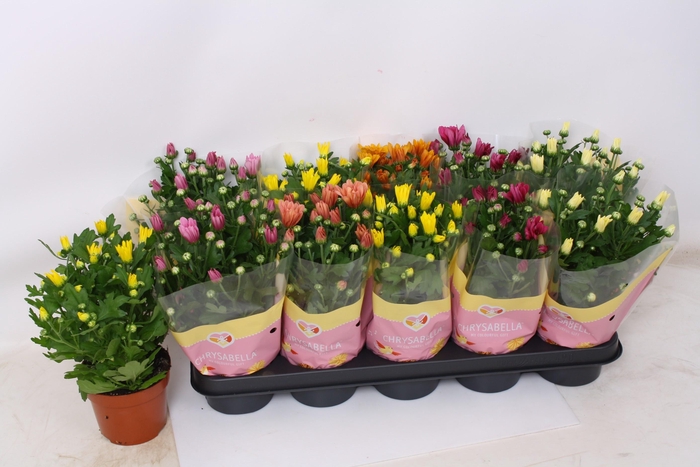 <h4>CHRYS GEM 6 KL</h4>