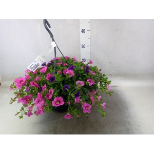 Calibrachoa   ...mix