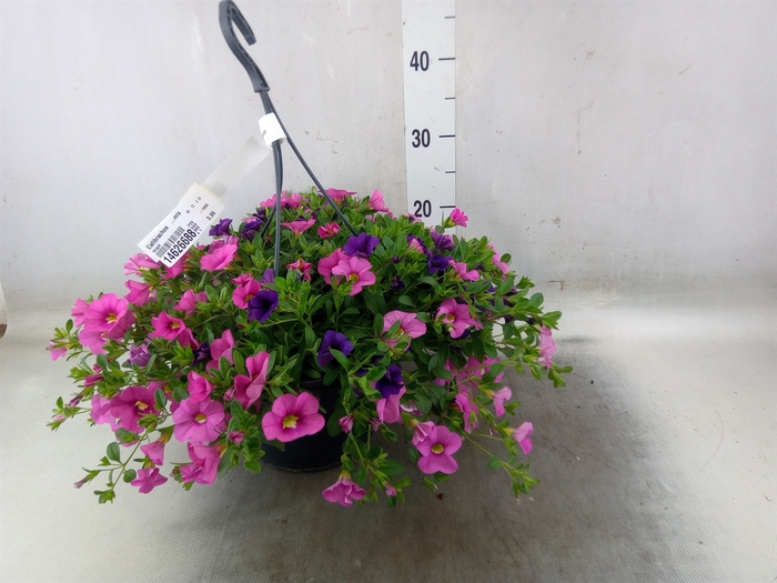 <h4>Calibrachoa   ...mix</h4>