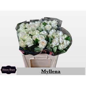 R GR MYLLENA@