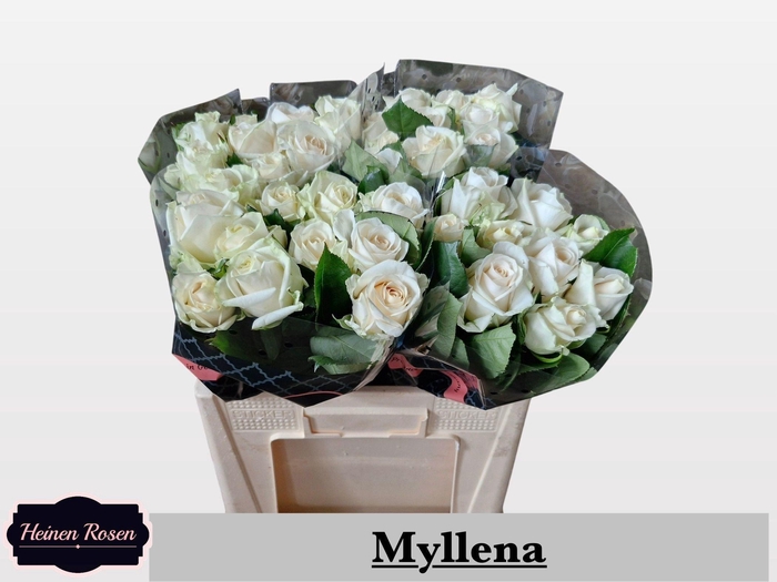 <h4>R GR MYLLENA@</h4>