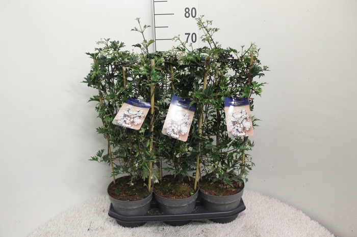 <h4>Clematis forst. 'Avalanche'</h4>