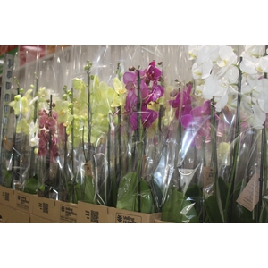 PHALAENOPSIS P12 3 HT