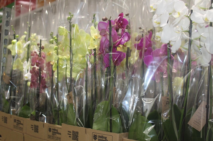 <h4>PHALAENOPSIS P12 3 HT</h4>