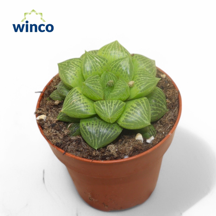 <h4>Haworthia Comptoniana Hybride</h4>