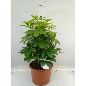 Schefflera arbor. 'Nora'