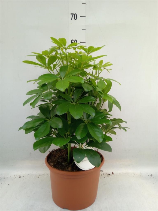 <h4>Schefflera arbor. 'Nora'</h4>