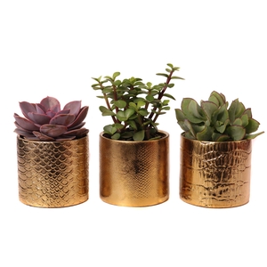 Succulenten mix 8,5 cm in egoli pot