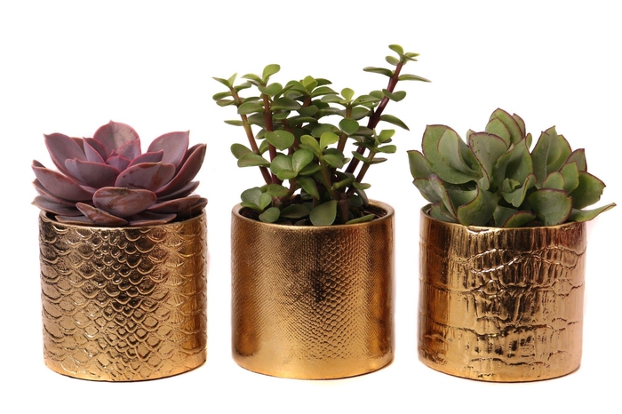 <h4>Succulenten mix 8,5 cm in egoli pot</h4>