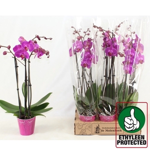 PHAL F FREERIDE
