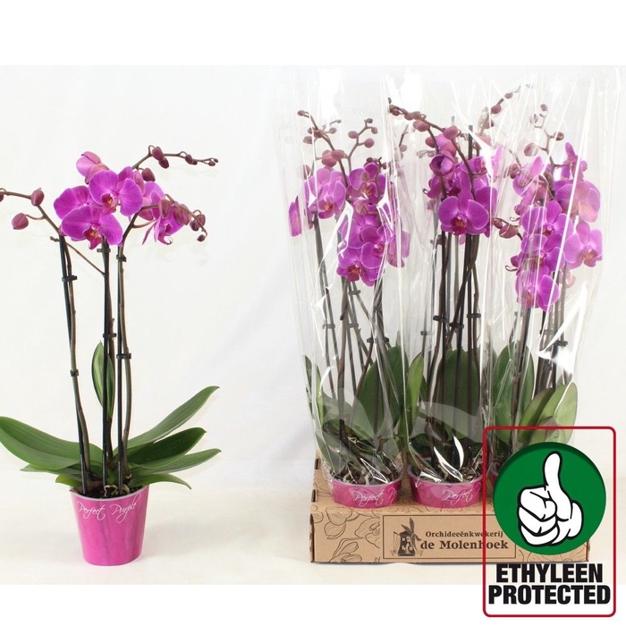<h4>PHAL F FREERIDE</h4>