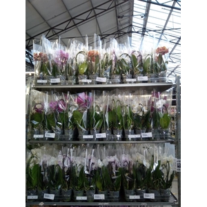 Phalaenopsis  'Elegant Cascade'