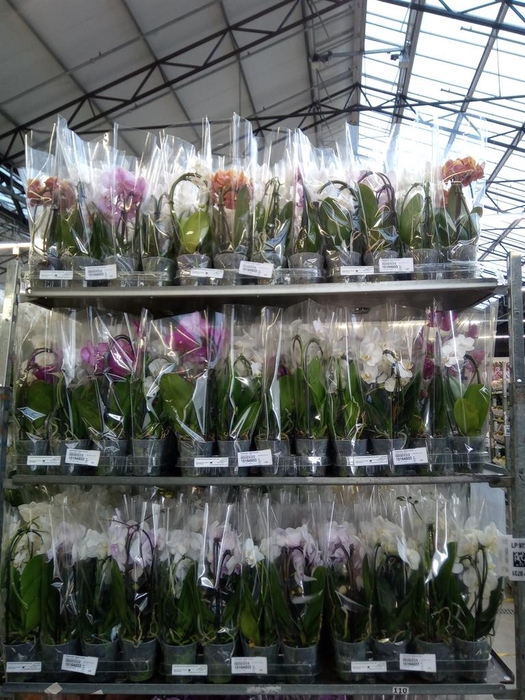 <h4>Phalaenopsis  'Elegant Cascade'</h4>