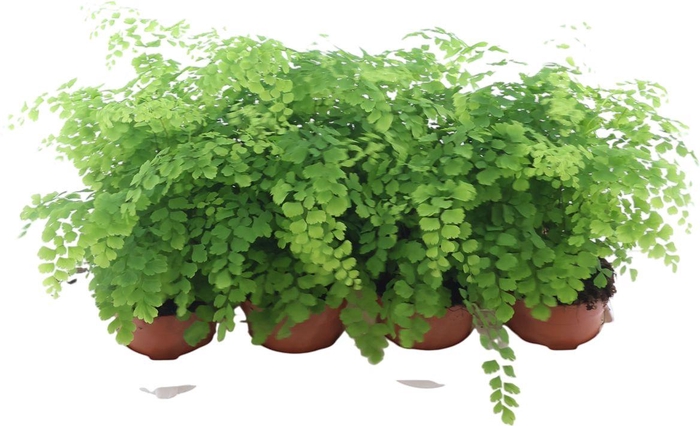 <h4>Adiantum Fragrans</h4>