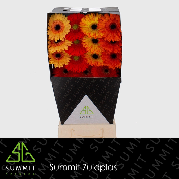 <h4>Gerbera Mix Orange Diamond</h4>