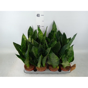Sansevieria zeylanica