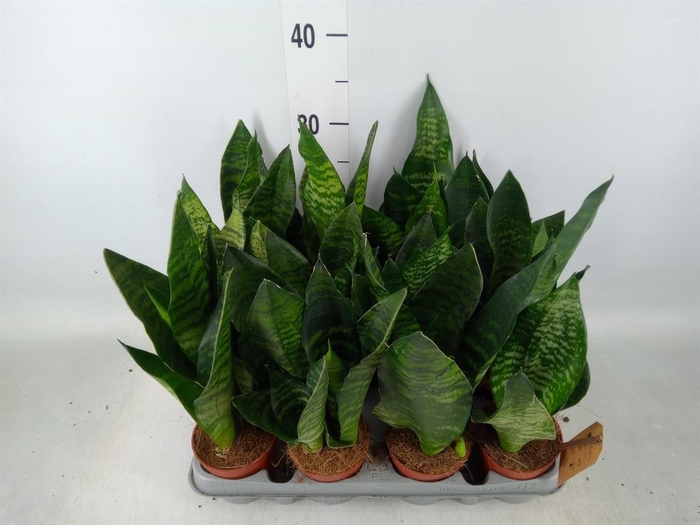 <h4>Sansevieria zeylanica</h4>